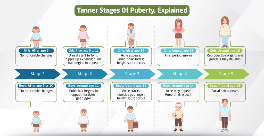 Male puberty stages